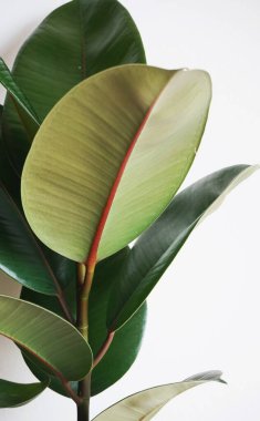 Bir ev bitki yaprakları yakın çekim