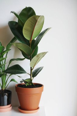 Beyaz arka planda saksıda ev yeşili bitkiler