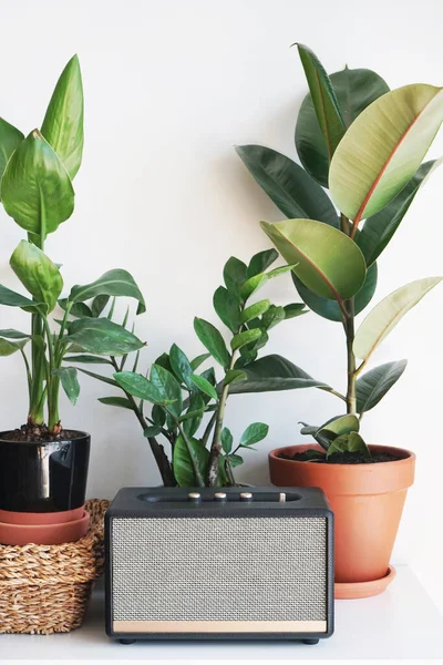 Compact music speaker against the background of house plants and a white wall