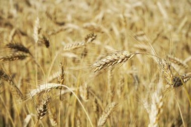 Güneşte buğdaylı tarla