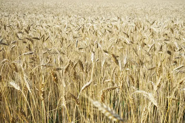 太陽の下で小麦とフィールド — ストック写真