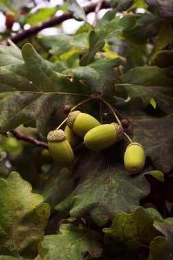Yeşil yapraklı bir dalda meşe palamudu.