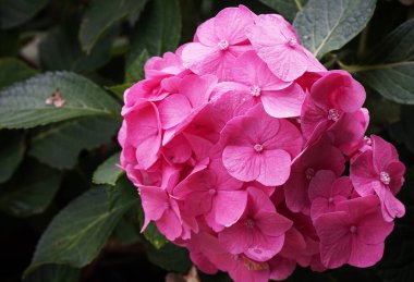 Çalı üzerinde pembe ortanca çiçekleri.