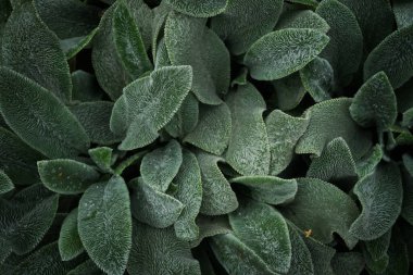 Doku yakın çekim yeşil yapraklar