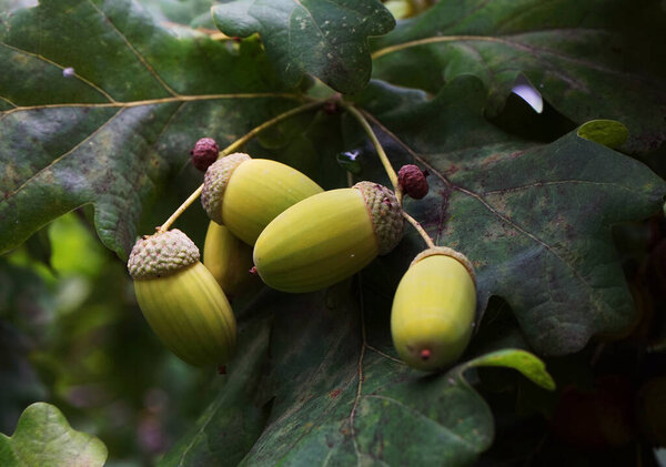 Acorns on a branch with green leaves close-up