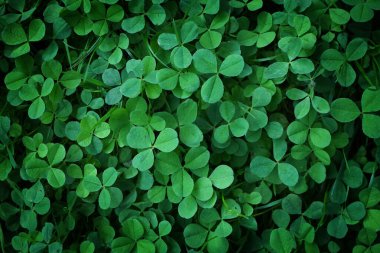 Yeşil yoncanın üst görünümü