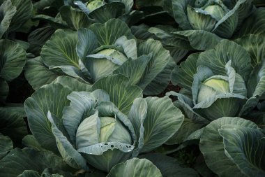 Tarladaki lahanaların yakın plan görüntüsü