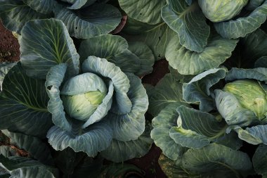 Tarladaki lahanaların yakın plan görüntüsü