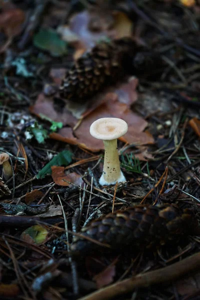 Mushroom Ground Leaves Cones — Stock Photo, Image