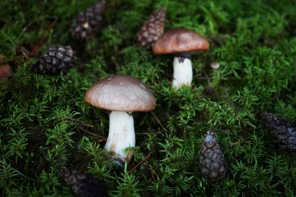Ciupercile Cresc Printre Mușchi Conuri — Fotografie, imagine de stoc