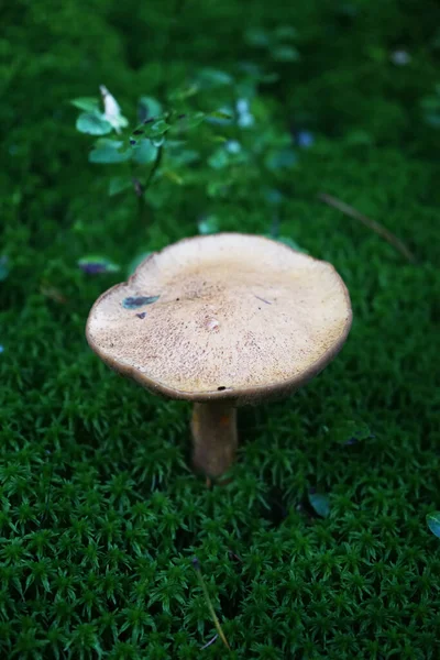 Small Mushroom Grows Green Moss — Stock Photo, Image