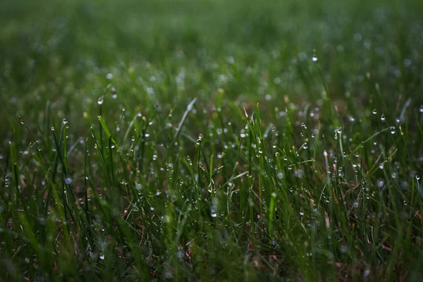 Grüner Rasen Gras Tautropfen — Stockfoto