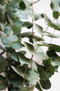 Hafif bir arkaplanda okaliptüs dalları