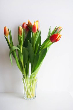 Beyaz arkaplanda kırmızı ve sarı laleler