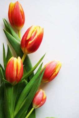 Beyaz arkaplanda kırmızı ve sarı laleler