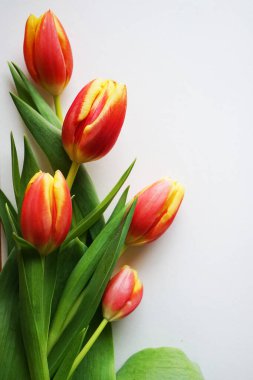 Beyaz arkaplanda kırmızı ve sarı laleler