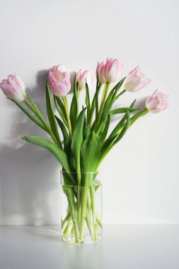 Beyaz arkaplanda taze pembe ve beyaz laleler