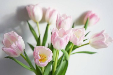 Beyaz arkaplanda taze pembe ve beyaz laleler