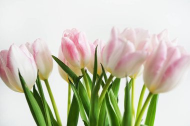 Beyaz arkaplanda taze pembe ve beyaz laleler