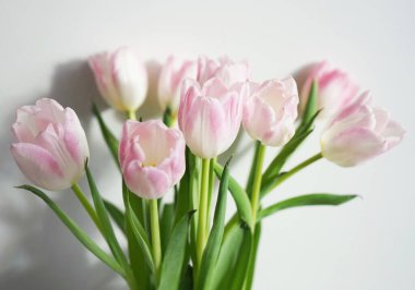 Beyaz arkaplanda taze pembe ve beyaz laleler