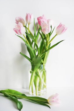 Beyaz arkaplanda taze pembe ve beyaz laleler