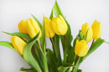 beyaz zemin üzerine Sarı laleler