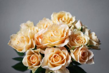 Gri arka planda bir buket narin krema gülü