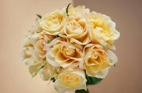 Bouquet of delicate cream roses on a beige-brown background