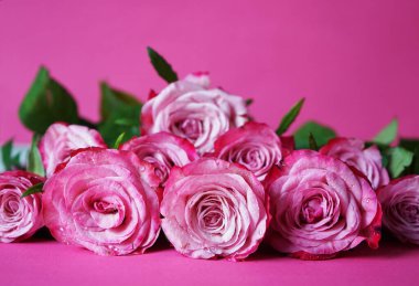 Pembe arka planda su damlaları olan pembe güller.