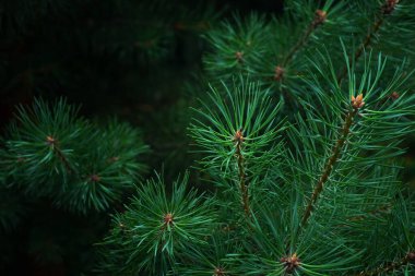 Mavi-yeşil çam dalları