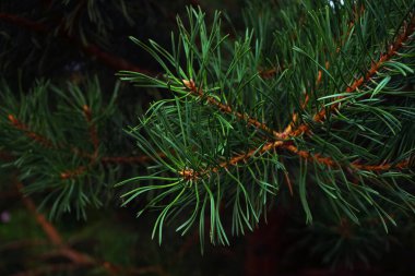 Koyu yeşil ladin dalları