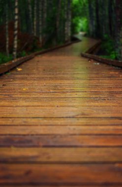 Güneşsiz bir günde ormandaki ağaçların arasındaki tahta patika.