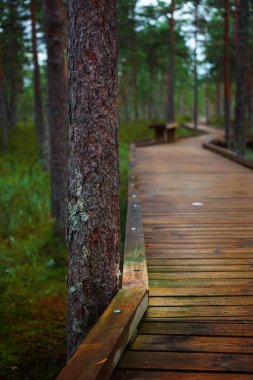 Güneşsiz bir günde ormandaki ağaçların arasındaki tahta patika.