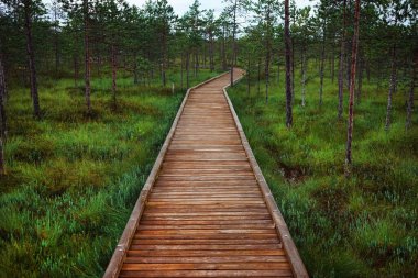Güneşsiz bir günde, ormandaki ağaçların arasındaki bataklıkta tahta bir patika.