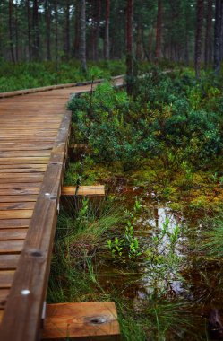 Güneşsiz bir günde, ormandaki ağaçların arasındaki bataklıkta tahta bir patika.