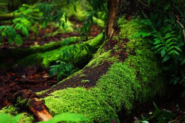 Yeşil yosunlu ağaç gövdesi ormandaki diğer yeşil ağaçların arka planına yakın.