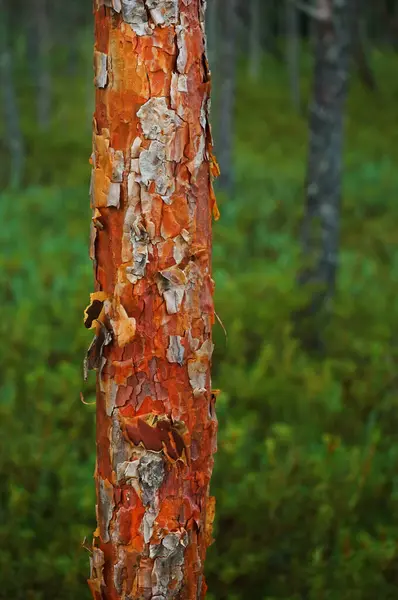 Stock image Tree trunk close up against other green trees in the forest