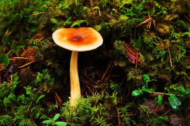 Yenebilir mantarlar ormandaki bir ağaç gövdesinin yanında yosunlarda yetişir.