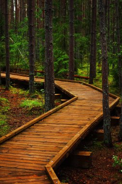 Güneşsiz bir günde ormandaki ağaçların arasındaki tahta patika.