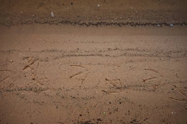 Nehir kıyısına yakın nehir kumu ve ördek izleri var.