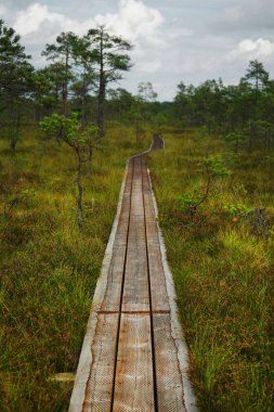 Bulutlu bir günde bataklıkta tahta yol