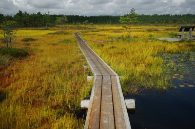 Bulutlu bir günde bataklıkta tahta yol