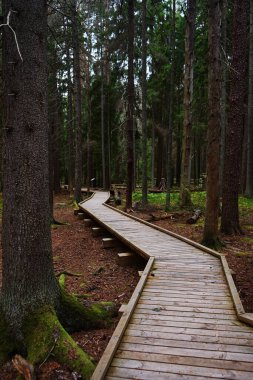 Ormandaki çam ağaçlarının arasındaki tahtadan yapılmış yol.
