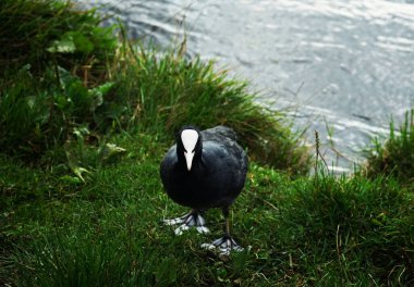 A coot stands on a green bank near the river clipart