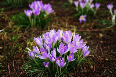 Crocus çiçekleri diğer çiçeklerin arka planına yakın plan