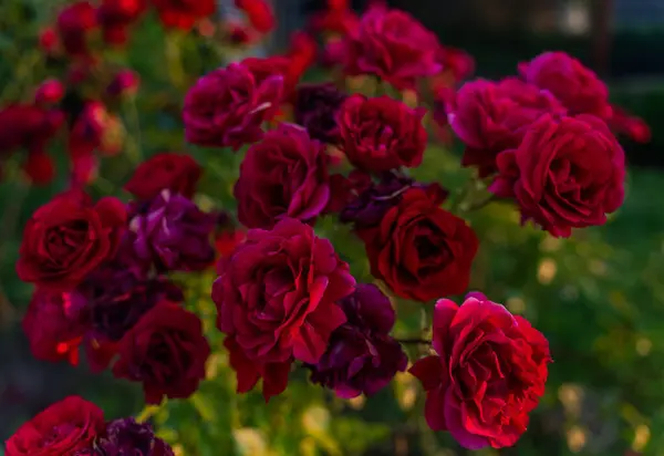 Arbusto Rosas Rojas Cerca Como Fondo — Foto de Stock
