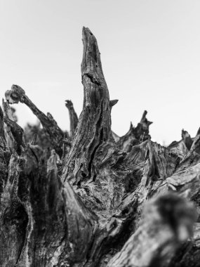 Gri arkaplandaki kuru siyah beyaz kütükler yaşam ve kuraklığın yokluğunu gösteriyor.