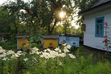 Arı kovanları ve bahçede beyaz çiçekler