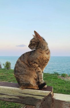 Profilde bir kedi denizin ve mavi gökyüzünün arka planında oturur.