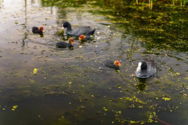 Siyah ördek gölette yüzüyor.